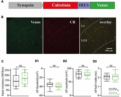 Overexpression of Calretinin Enhances Short-Term Synaptic Depression